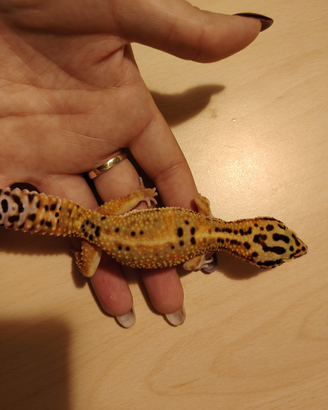 Geco Leopardino