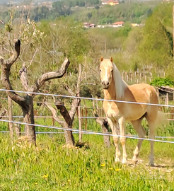 Haflinger