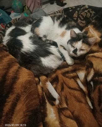 Karma e Sunny