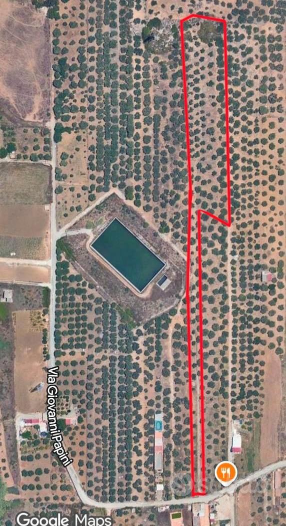 Terreno uliveto con possibilità edificatoria - Vista 2