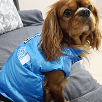 Cavalier king per monta