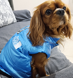 Cavalier king per monta