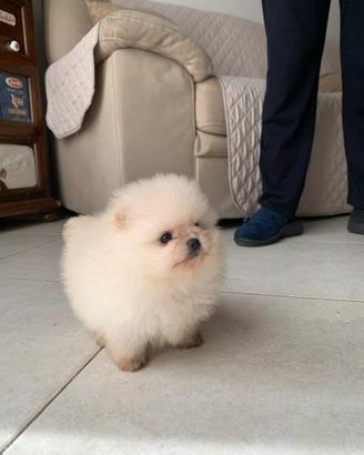 Spitz pomerania