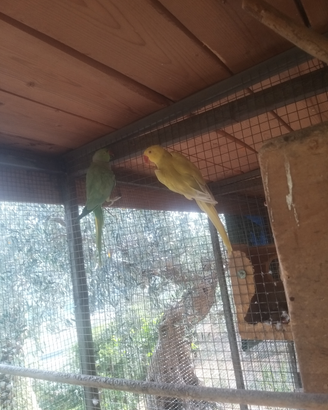 Parrocchetti dal collare- coppia riproduttrice