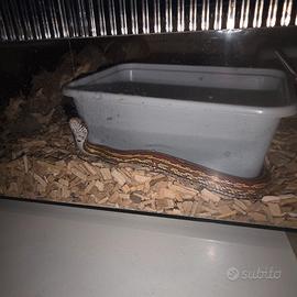 Serpente del grano