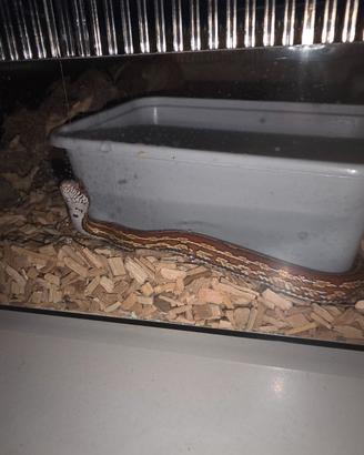 Serpente del grano