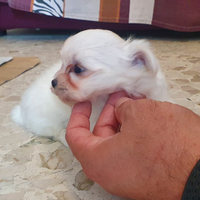 Maltese toy