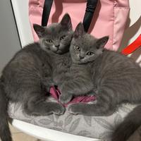 Gattini di british shorthair