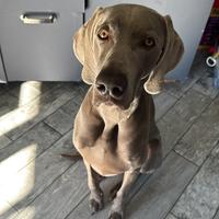 Weimaraner per monta