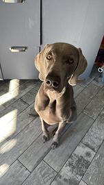 Weimaraner per monta