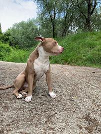 Pitbull maschio per accoppiamento/monta