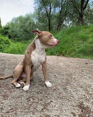 Pitbull maschio per accoppiamento/monta