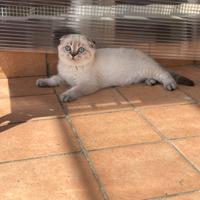 Scottish / British gattini meravigliosi