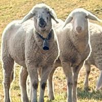 Montoni castrati di 1 anno