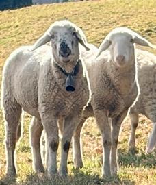 Montoni castrati di 1 anno