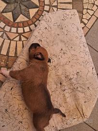 Cucciolo amstaff