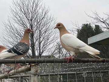 Allodole di Norimberga