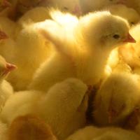 Pulcini di gallina ovaiola di diversi colori