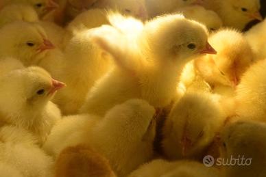 Pulcini di gallina ovaiola di diversi colori