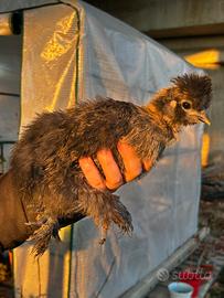 Pulcino 3 mesi moroseta