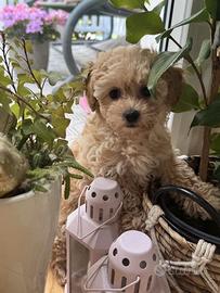 Maltipoo albicocca