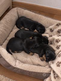 Cuccioli incrocio