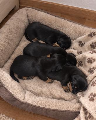 Cuccioli incrocio