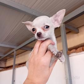 chihuahua toy 