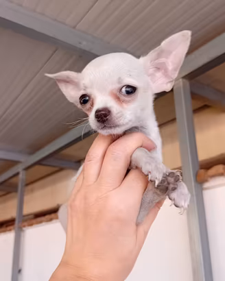 chihuahua toy 