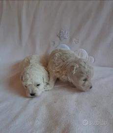 Cuccioli di maltipoo toy bianchi