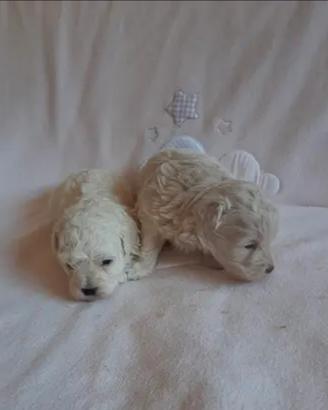 Cuccioli di maltipoo toy bianchi