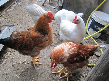 3 giovani galli ibridi