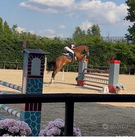 Cavallo Houston 15 anni