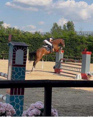Cavallo Houston 15 anni