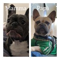 Cuccioli bulldog francese