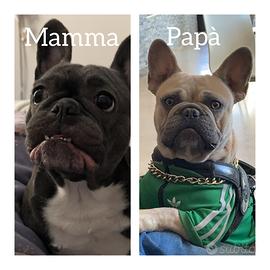 Cuccioli bulldog francese