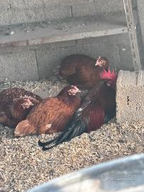Galline e galli