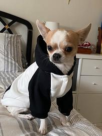 Chihuahua per monta
