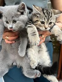 Scottish fold e Scottish strait