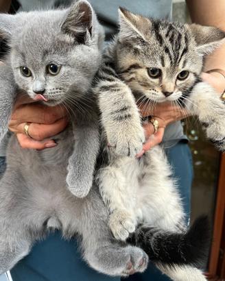 Scottish fold e Scottish strait