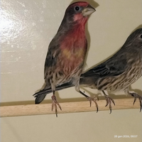 Ciuffolotti messicani