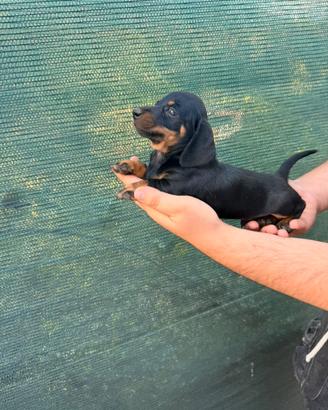 Cuccioli di bassotto nero focato