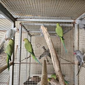 Pappagalli parrocchetti dal collare adulti