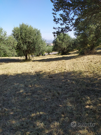 Terreno agricolo edificabile