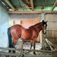 Cavallo Angolo Arabo