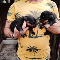 Cuccioli di rotwailer