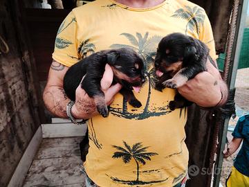 Cuccioli di rotwailer