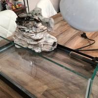 tartarughiera d acqua 