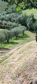 Terreno agricolo con ulivi