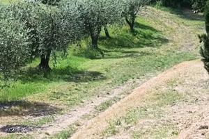 Terreno agricolo con ulivi